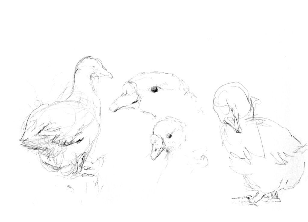 drawing geese
